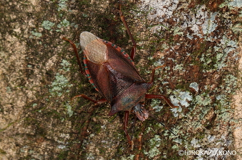 アオクチブトカメムシ1204_1.jpg