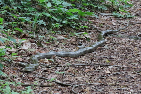 アオダイショウ0508_1.jpg