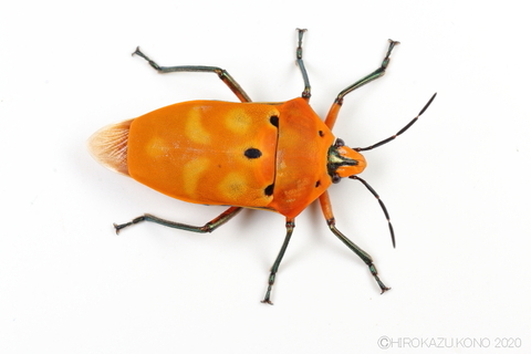アカギカメムシ0921-2.JPG