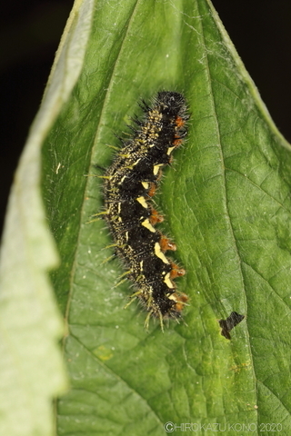 アカタテハ0528-3_1.jpg