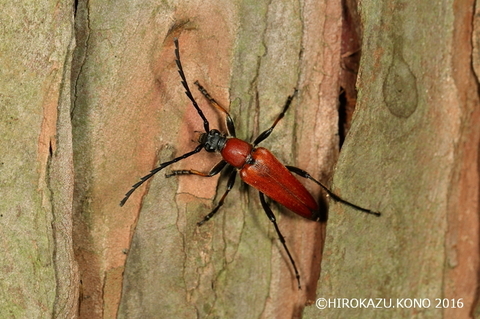 アカハナカミキリ0707-3_1.jpg