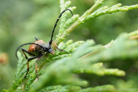 アカハナカミキリ0908-1.JPG