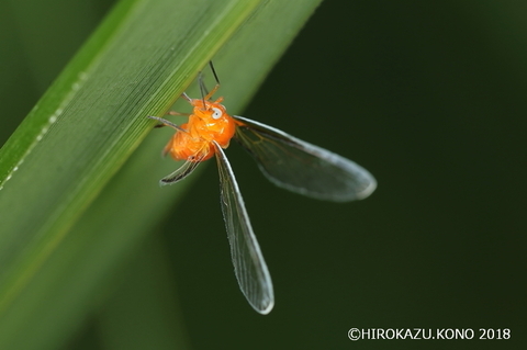 アカハネナガウンカ0726-1_1.jpg