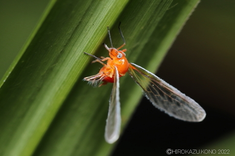 アカハネナガウンカ0909-2.JPG