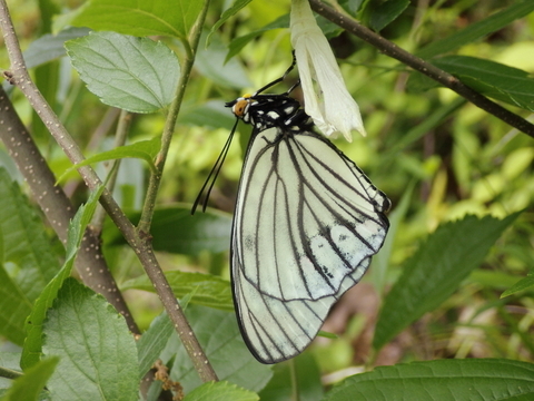 アカボシゴマダラ0508.JPG