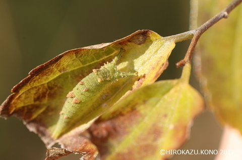 アカボシゴマダラ1121_1.jpg