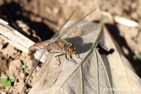 アキアカネメス1204_1.jpg