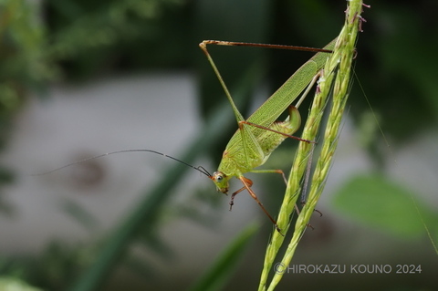 アシグロツユムシ0930-3.jpg
