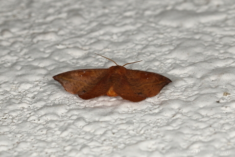 アシベニカギバ0928.JPG