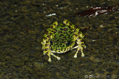 アマミイシカワガエル1005.JPG