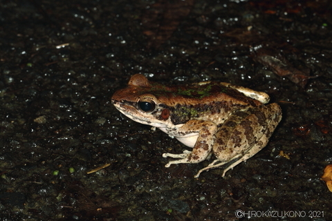アマミハナサキガエル1005.JPG