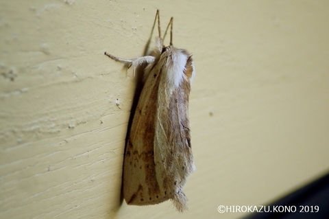 ウスキシャチホコ0504-1_1.jpg