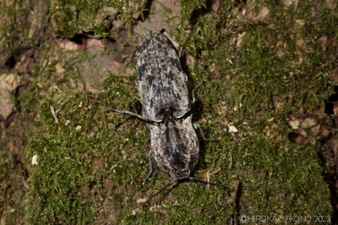 ウバタマコメツキ0719-1.JPG