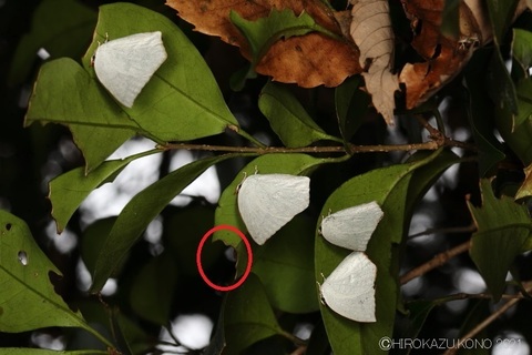 ウラギンシジミ20201214a.jpg
