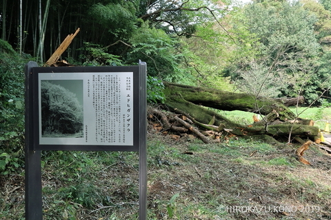 エドヒガン1031_1.jpg
