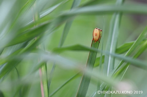 エビイロカメムシ0809-1_1.jpg