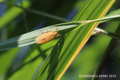 エビイロカメムシ0809-3_1.jpg
