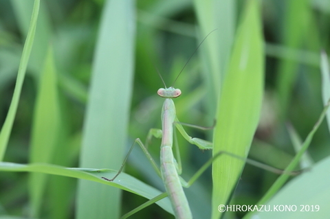 オオカマキリ0627_1.jpg