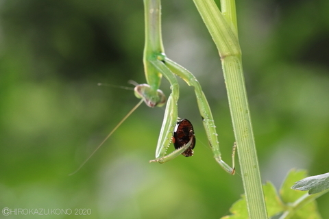 オオカマキリ0731-3.JPG