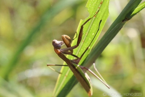 オオカマキリ0910-1.JPG