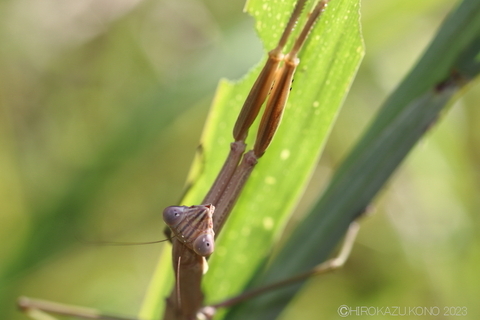 オオカマキリ0910-2.JPG