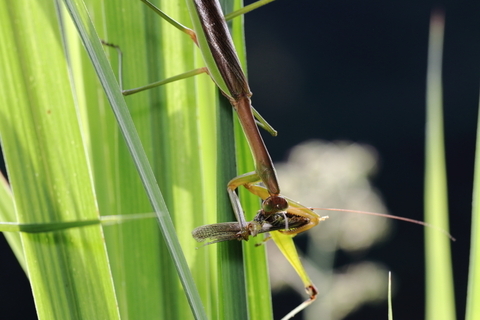 オオカマキリ0914-2.JPG