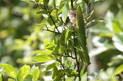 オオカマキリ0919_1.jpg