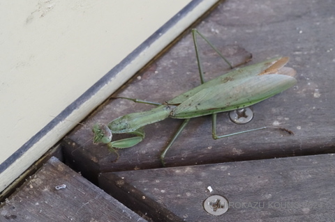 オオカマキリ1201-1.jpg