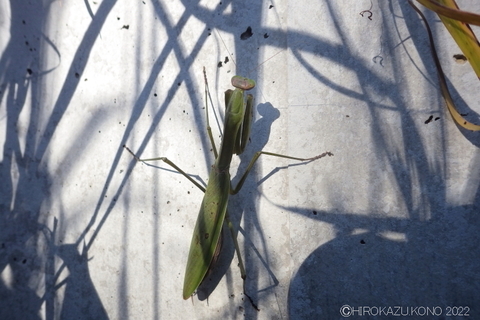 オオカマキリ1223.JPG