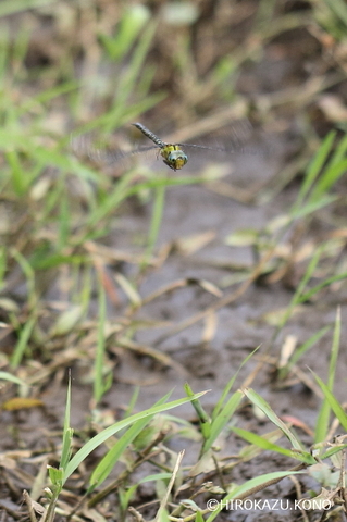 カトリヤンマ1014-1_1_1.jpg