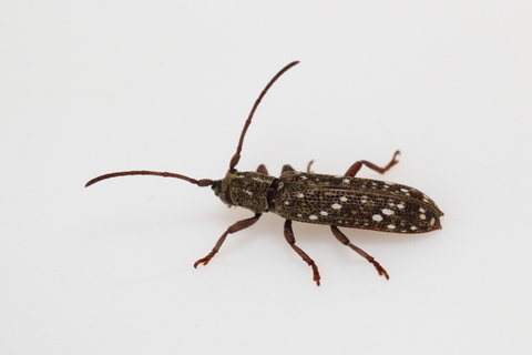 カノコサビカミキリ0726-2.JPG