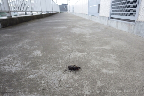 カブトムシ0614-3.JPG