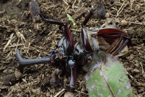 カブトムシ0622-1.JPG