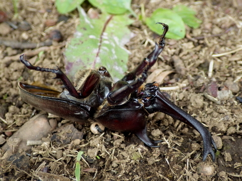 カブトムシ0622-2.JPG