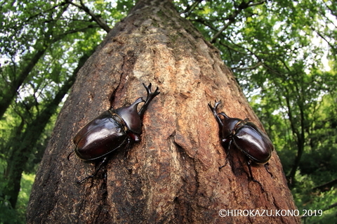 カブトムシ0725-2_1.jpg