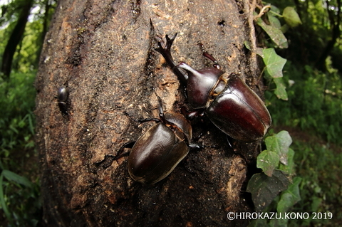 カブトムシ0725-3_1.jpg