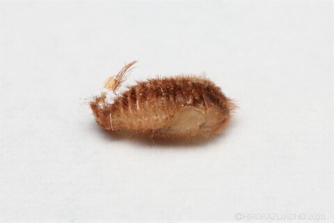 カマキリタマゴカツオブシムシ1005-2_1.jpg