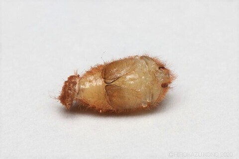カマキリタマゴカツオブシムシ1005-3_1.jpg