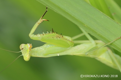 カマキリヤドリバエ0726-1_1.jpg
