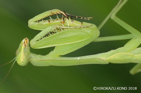 カマキリヤドリバエ0726-2_1.jpg