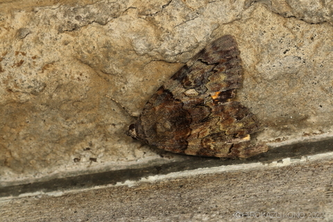 キシタバ0718.JPG