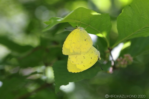 キタキチョウ0610-1_1.jpg