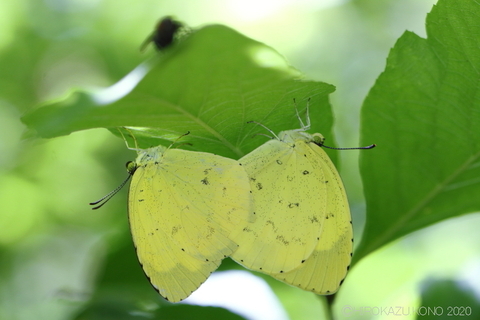 キタキチョウ0610-2_1.jpg