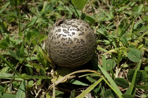 キノコ0625-1.JPG