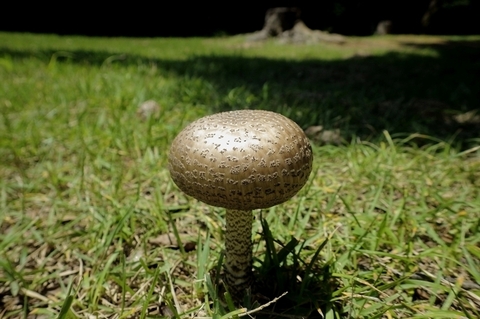キノコ0625-2.JPG