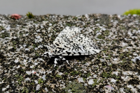 キバラケンモン0902.JPG
