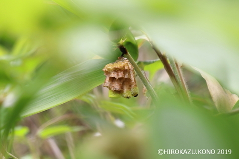 キボシアシナガバチ0602-1_1.jpg