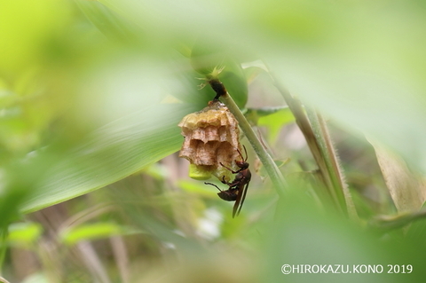 キボシアシナガバチ0602-2_1.jpg