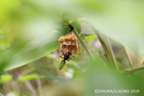 キボシアシナガバチ0602-3_1.jpg