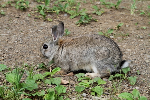 キュウシュウノウサギ.JPG